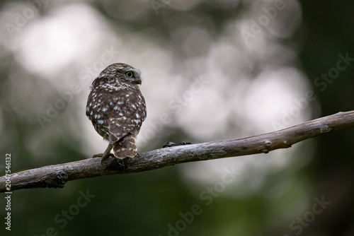 The little owl (Athene noctua), also known as the owl of Athena or owl of Minerva, is a bird that inhabits much of the temperate and warmer parts of Europe