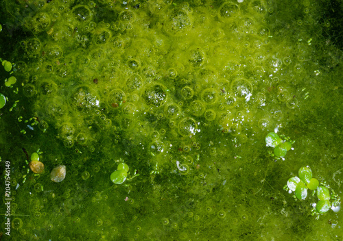 Quadro su tela This image shows filamentous green algae Spirogyra, forming thick mats on a freshwater surface