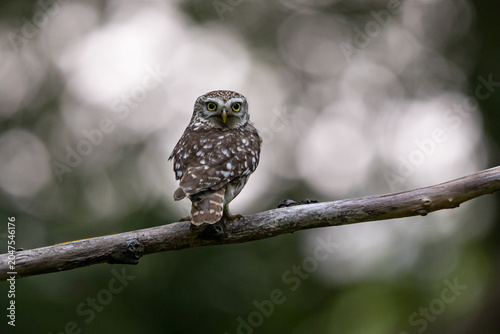 The little owl (Athene noctua), also known as the owl of Athena or owl of Minerva, is a bird that inhabits much of the temperate and warmer parts of Europe