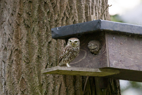 The little owl (Athene noctua), also known as the owl of Athena or owl of Minerva, is a bird that inhabits much of the temperate and warmer parts of Europe