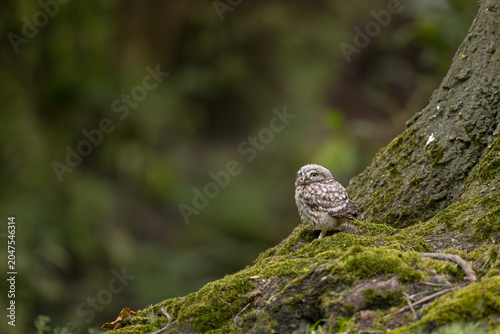 The little owl (Athene noctua), also known as the owl of Athena or owl of Minerva, is a bird that inhabits much of the temperate and warmer parts of Europe