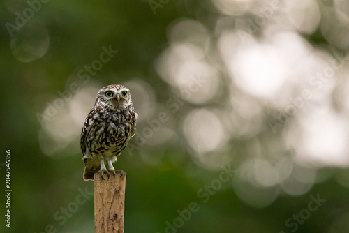 The little owl (Athene noctua), also known as the owl of Athena or owl of Minerva, is a bird that inhabits much of the temperate and warmer parts of Europe