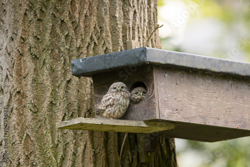 The little owl (Athene noctua), also known as the owl of Athena or owl of Minerva, is a bird that inhabits much of the temperate and warmer parts of Europe