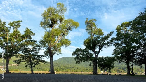 山中湖周辺の初夏の新緑と雄大な自然が広がる爽やかな絶景風景