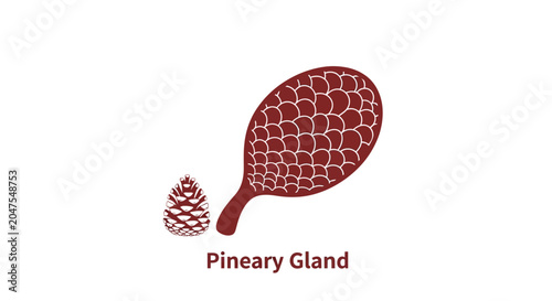 Photos Pineal gland human body organ.