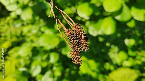 Foto Persistent woody cones of Black Alder (Alnus glutinosa) remain on branches after seed release