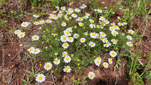 Anthemis cretica subsp. pontica, a perennial daisy with white ray petals and yellow centers, thriving on rocky slopes and limestone habitats around Tödürge Lake, Turkey.