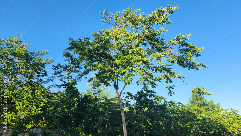 Fototapeta premium Diospyros lotus, known as date-plum or wild persimmon, is a fruit tree native to the Black Sea region. It is commonly used as rootstock for cultivated persimmon varieties.