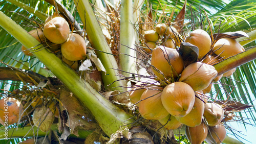 Obraz na plátně Exotic tropical fruit growing on a coconut tree with lush green leaves and brigh