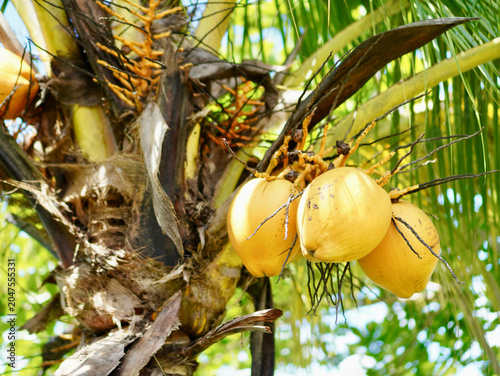 Obraz na płótnie Fresh coconuts hanging from a tropical tree with vibrant colors and natural dayl