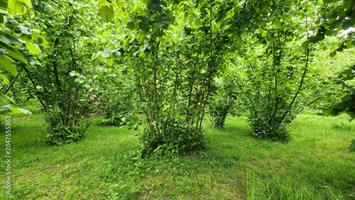 Lush hazelnut (Corylus avellana) orchard in Giresun, Turkey. Multi-stemmed trees thrive in the Black Sea climate and are carefully pruned for productive growth.