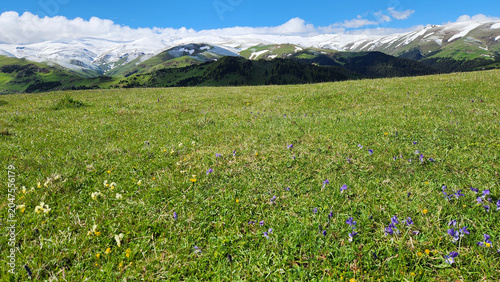 Billede på lærred Spring scenery in Kümbet Plateau, Dereli, Giresun, featuring snowmelt on mountain slopes and colorful wildflowers blooming across green meadows in the Black Sea highlands