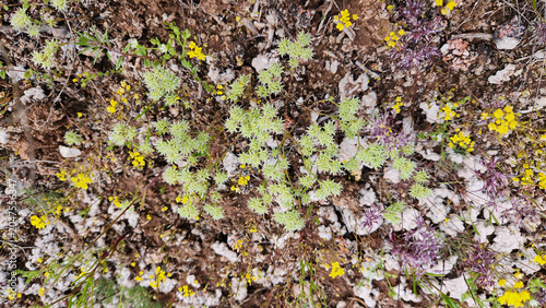 Фотография Minuartia hamata (hooked sandwort), a hardy wild plant with spiny hook-like bracts and pale green foliage, commonly growing on rocky, limestone-rich steppes and dry habitats