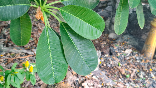 Tropical frangipani leaves foliage background captured in a natural garden setting perfect