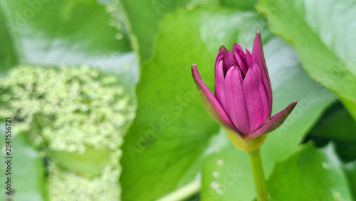Elegant water lily bud emerging from serene pond surrounded by lush aquatic leaves