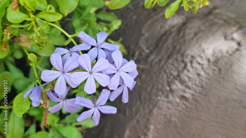 Photos Beautiful blooming cape leadwort flowers with lush green leaves in a natural gar