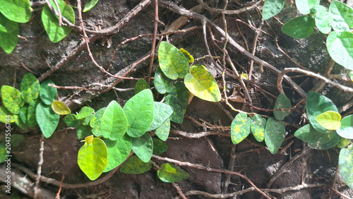 Vibrant creeping plant vines sprawling across a rough textured surface in a natural outdoor environment