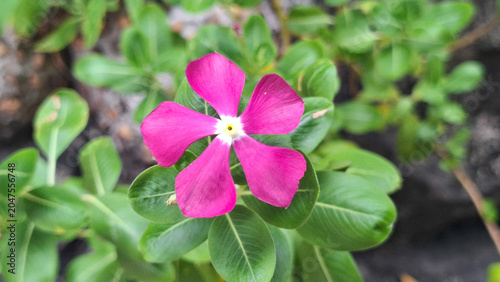 Beautiful blooming vinca flower with lush green leaves in a natural garden setting