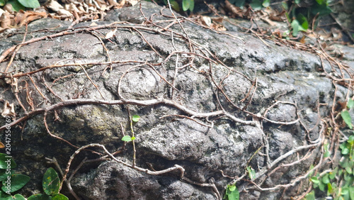 Natural stone texture covered with creeping plant roots in a wild forest environment