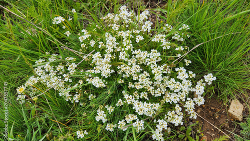 Arabis alpina (Alpine rockcress), a Brassicaceae wildflower with small white four-petaled blossoms, commonly found in high-altitude meadows and grasslands around Sivas Zara region.