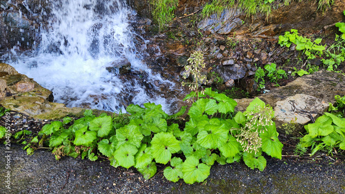 Fényképezés Petasites hybridus (butterbur), locally known as Kabalak or Gabalak in Giresun, is a wetland plant with fragrant spring flowers and giant leaves, traditionally used in regional cuisine