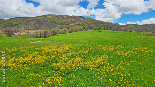 Field of meadow buttercups (Ranunculus acris) with bright yellow flowers blooming across grasslands and meadows, a common wildflower of temperate Europe and Eurasia.