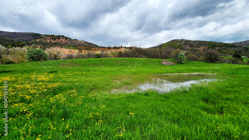 Field of meadow buttercups (Ranunculus acris) with bright yellow flowers blooming across grasslands and meadows, a common wildflower of temperate Europe and Eurasia.