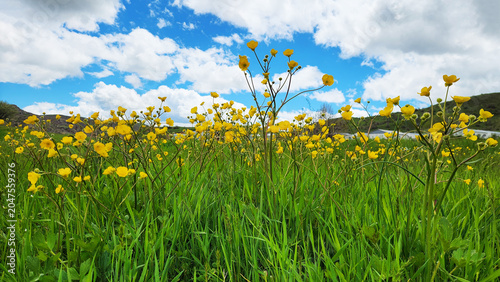 Photos Field of meadow buttercups (Ranunculus acris) with bright yellow flowers blooming across grasslands and meadows, a common wildflower of temperate Europe and Eurasia