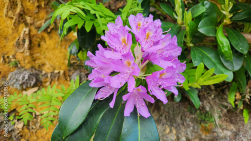 Foto Rhododendron ponticum, known as Komar or wild rhododendron, is a dense evergreen shrub native to the Black Sea region, producing striking purple flowers in moist forest habitats during spring