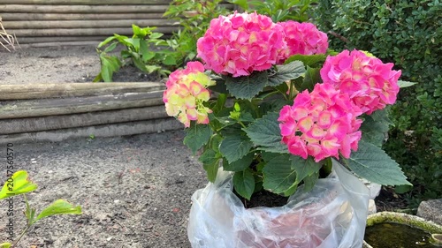 Planting beautful hydrangea flowers in a garden (Hydrangea macrophylla)