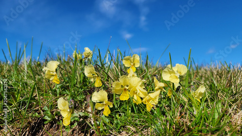 Bilde på lerret Yellow Viola altaica (Altai violet) flowers bloom across the subalpine meadows of Kümbet Yaylası in Dereli, Giresun, creating a vibrant display in the Black Sea highlands