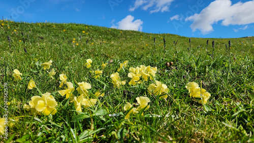 Konstfotografi Kümbet Yaylası in Dereli, Giresun, is a high-altitude alpine meadow known for ri