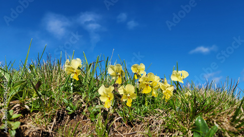 Εκτύπωση καμβά Kümbet Yaylası in Dereli, Giresun, is a high-altitude alpine meadow known for ri