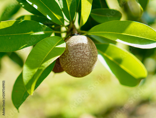 Fotografie Ripe sapodilla fruit growing naturally on a tree with vibrant foliage and soft n