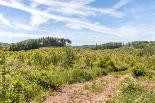 Wanderweg durch einen jungen Wald