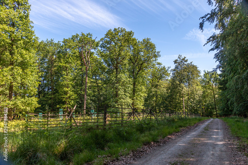 Waldweg mit Holzzaun