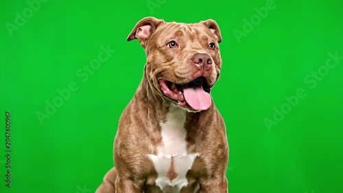 Happy pit bull dog with tongue out against a bright green background