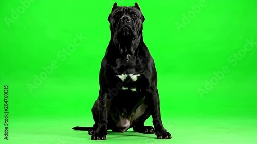 Majestic black dog sitting calmly on a vibrant green background