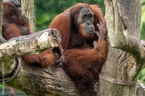 Canvas-taulu Orangutan resting on tree branches in naturalistic zoo habitat