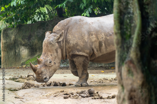 Obraz na plátně Rhinoceros walking in naturalistic zoo habitat