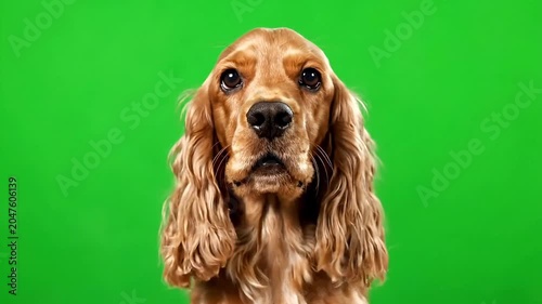 Adorable golden Cocker Spaniel dog with expressive eyes, looking forward against a vibrant green backdrop.