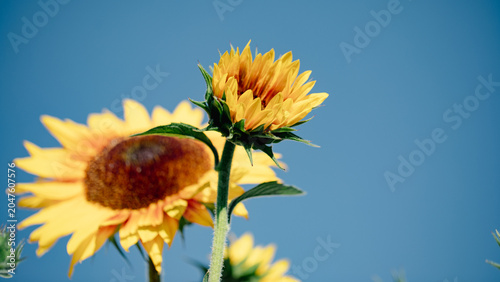Yellow and blue sunflower harvest background