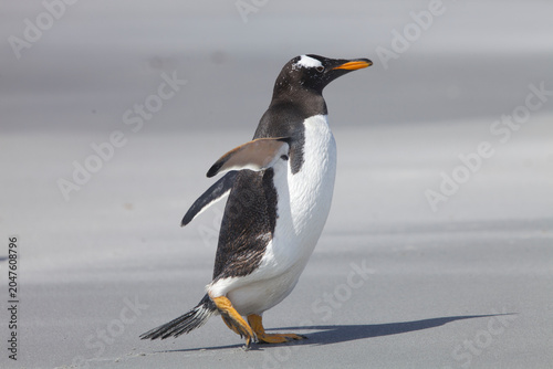 Gentoo Penguin walking on the beach in the Falklands Islands