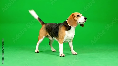 Alert beagle dog standing on a green background with tail wagging
