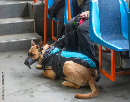A muzzled dog lies calmly next to its owner on a tram.