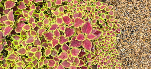 Coleus are reddish-brown with light green serrated edges, plant in garden with small gravel scattered on ground. Painted Nettle is ornamental with beautiful leaves. Popularly to decorate gardens. 
