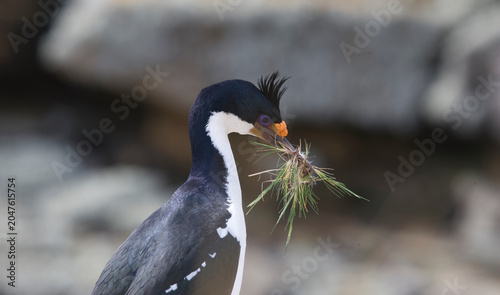 Konstfotografi Blue-eyed Shag with nesting material on South Georgia Island