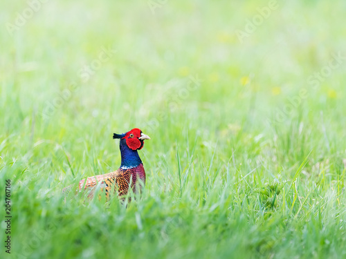 Pheasant or hunting pheasant (Phasianus colchicus), male standing in meadow