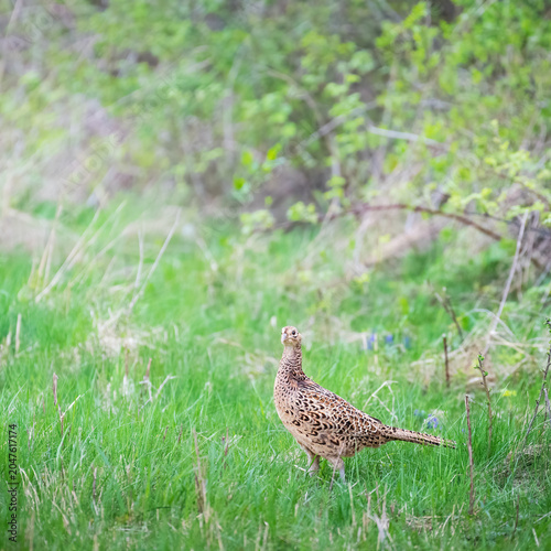 A female Pheasant in a natural sunlit setting. Scientific name Phasianus colchicus.