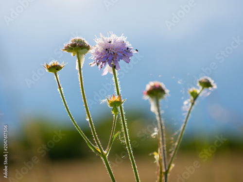 purple wildflower with bugs on it